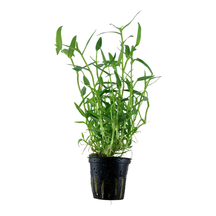 Tropica Akvarieplante i potte Murdannia keisak